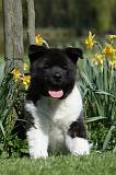 AKITA AMERICAIN 465